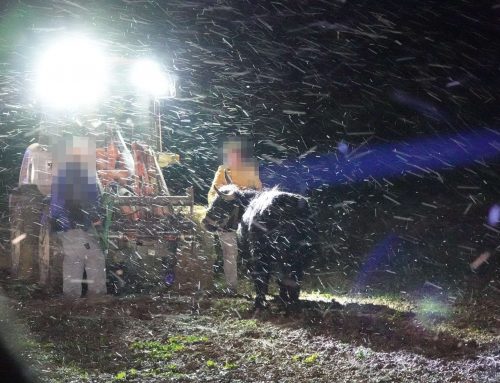 PKW gegen entlaufenes Rind auf der L96 bei Wieselburg