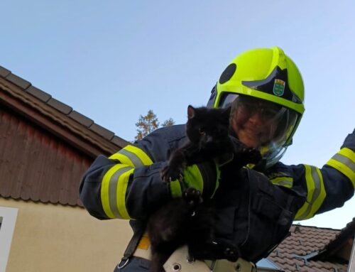 T1 – Katze aus Thuje gerettet