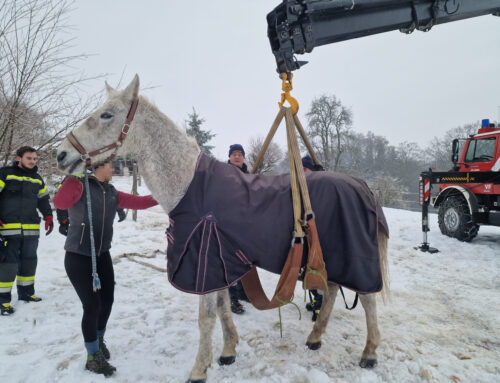 Pferd aus misslicher Lage befreit