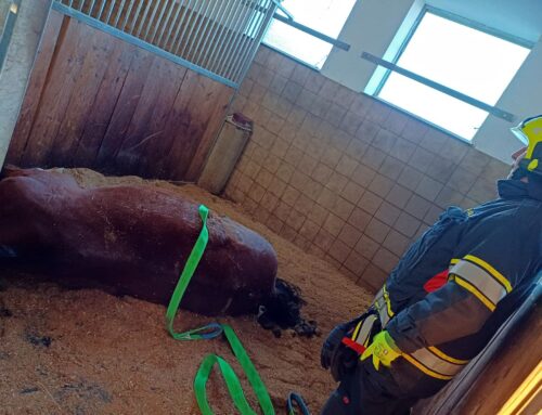 Pferd in misslicher Lage T1-Tierrrettung