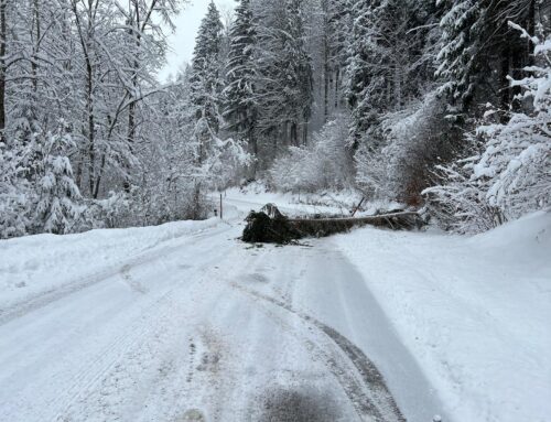 T1-Baum umgestürzt