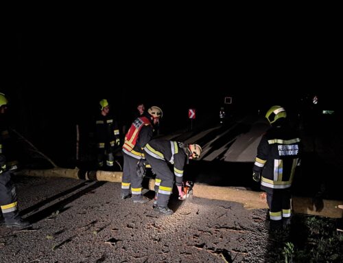 Baum über Straße – Frühes Erwachen am Sonntag