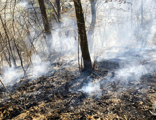 Brand einer Freifläche in Petzelsdorf rasch eingedämmt