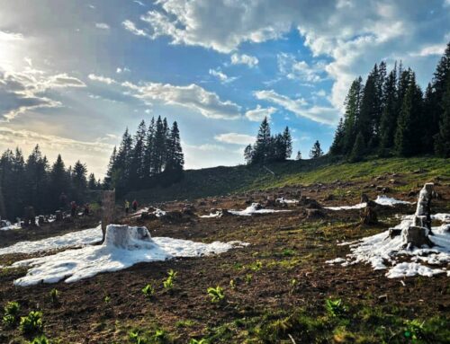 Vegetationsbrand auf der Brunnsteinalm