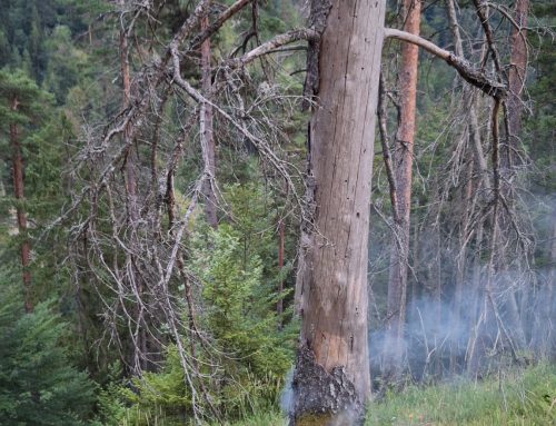Waldbrand nach Blitzschlag
